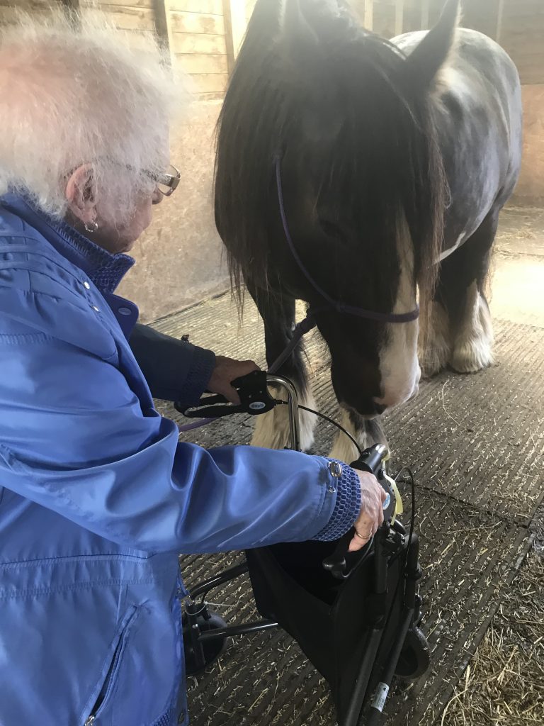 Darcy's Equine Assisted Learning in the Community -2